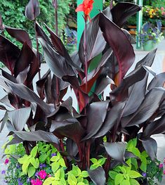 there is a potted plant with purple leaves in the center and pink flowers on the other side