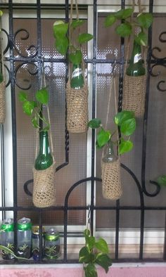 there are many bottles with plants in them hanging on the wall next to each other