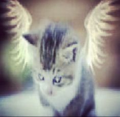 a cat with angel wings on its back