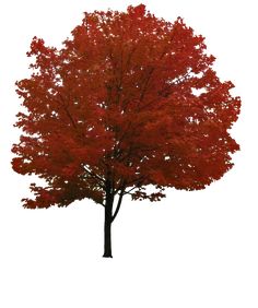 an orange tree with red leaves in front of a white background