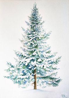 a watercolor painting of a snow covered pine tree in the winter with white background