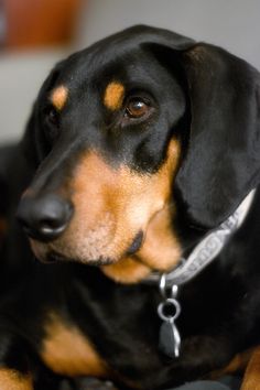 a black and brown dog laying on top of a bed next to a pillow with a tag on it's collar