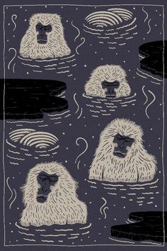 an image of monkeys swimming in the water