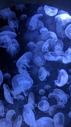 many jellyfish are swimming in the water