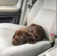 a brown dog laying on top of a seat in a car