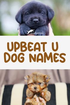 Upbeat U Dog Names Unique Dog Names, Popular Dog Names, Herding Dogs Breeds, Hound Dog Breeds, Working Dogs Breeds, Best Dog Names, Female Dog Names, Cute Names For Dogs, Toy Dog Breeds