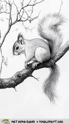 a pencil drawing of a squirrel on a tree branch