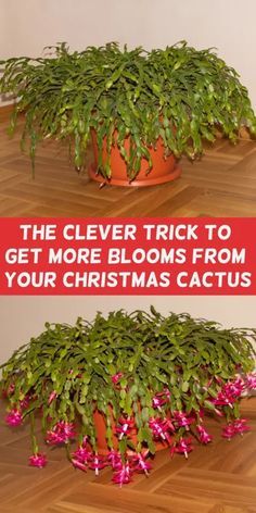 the clever trick to get more blooms from your christmas cactus is that it's easy to grow