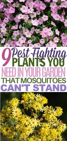 Insect Repellent Plants, Plants That Repel Bugs, Mosquito Plants, Get Rid Of Flies, Mosquito Repelling Plants, Garden Yard Ideas, Food Garden, Garden Pests