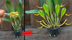 two photos showing the same plant in different stages of blooming, and one with yellow flowers