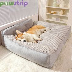 a corgi dog laying on top of a bed in a room with white carpet