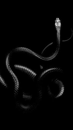 an image of a snake in the dark