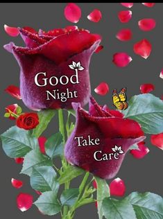 two roses with the words good night and take care