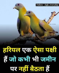 two birds sitting on top of a tree branch with the caption, follow @ k everyday