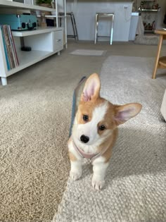 a small brown and white dog standing on top of a carpet