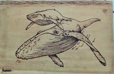 a drawing of two humpback whales swimming in the ocean