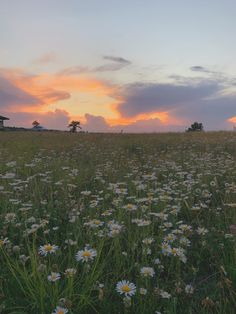 the sun is setting over a field full of wildflowers and daisies, with a barn in the distance