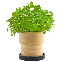 a potted plant sitting on top of a wooden stand