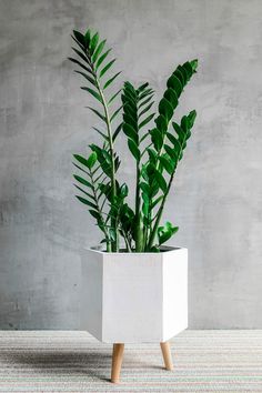 Zamiocalcus Zamifolia 'ZZ Plant' Zamioculcas Zamiifolia, Wholesale Plants, Zz Plant, Hanging Plants Indoor, Home Garden Plants, Bathroom Plants, Plant Decor Indoor, Interior Plants, Office Plants