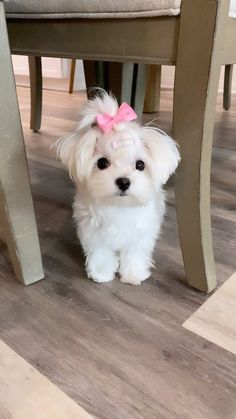 a small white dog with a pink bow sitting under a chair on the floor next to a table