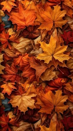 many different colored leaves on the ground