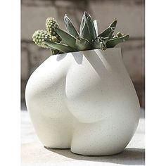 two white vases with succulent plants in them