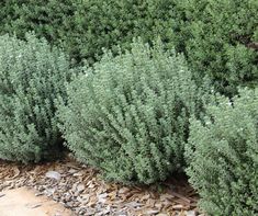 Westringia fruticosa Grey Box Small Garden Inspiration, Tattoo Plant, Rosemary Plant, Waterwise Garden, Front Landscaping, Garden Maintenance, Mediterranean Garden, Native Garden