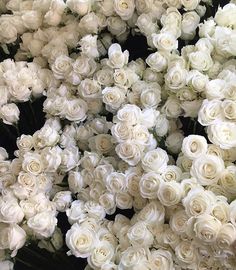 many white roses are arranged together in rows