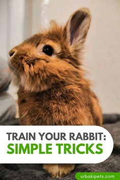 a rabbit sitting on top of a bed with the words train your rabbit simple tricks