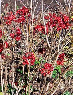 red berries are growing on the branches of a bushy plant in an arid area