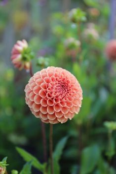 a pink flower with green leaves in the background