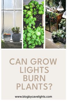 some plants that are growing in pots and on the windowsill with text reading can grow lights burn plants?