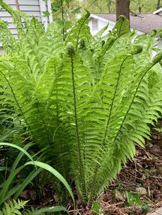 a green plant is in the middle of some grass and plants on the side of a house