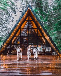 two dogs are standing in front of a cabin with lights on the roof and windows