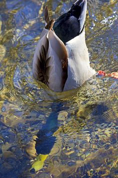 a duck is swimming in the water