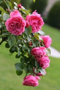 :Leonardo da Vinci Rose                                                                                                                                                     Más Coming Up Roses, Flowering Plants, Spiritual Enlightenment, Rose Cottage, Arte Floral, All Flowers, Green Grass