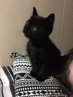 a small black kitten sitting on top of a pillow next to a person's head