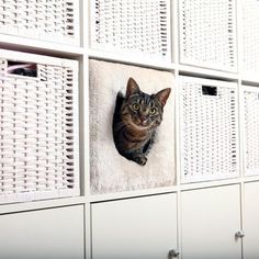 a cat is peeking out from behind the wall