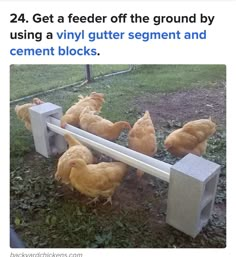 some chickens are standing around in the grass