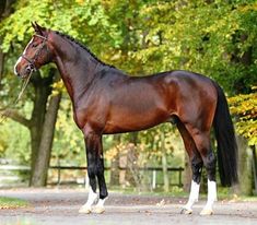 a large brown horse standing on top of a dirt road next to green grass and trees