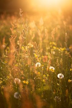 the sun shines brightly on some wildflowers and dandelions in a field