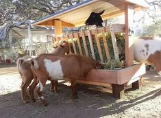 three goats eating hay from a trough in the dirt near a wooden structure with a cat sitting on top