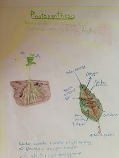 the diagram shows parts of a plant and what it looks like