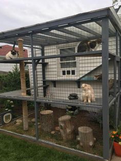 two cats sitting on top of a caged in area next to a dog house