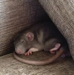 a rat is curled up in the corner of a couch