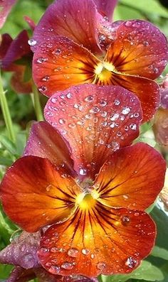 some very pretty flowers with water droplets on them