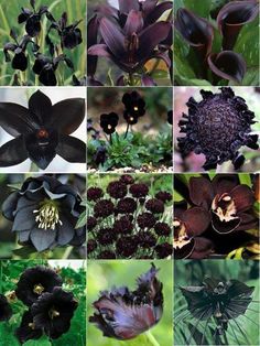 many different types of flowers are shown in this collage, including black and white