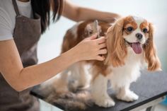 a dog getting its hair cut by a woman