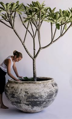 a woman is placing plants in a large planter that's shaped like a tree