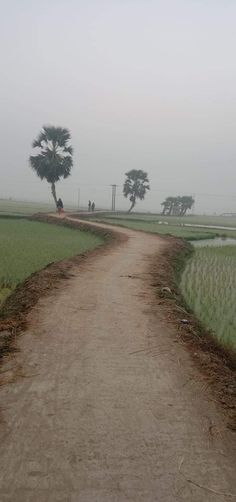 a dirt road with trees on both sides and foggy sky above the fields behind it